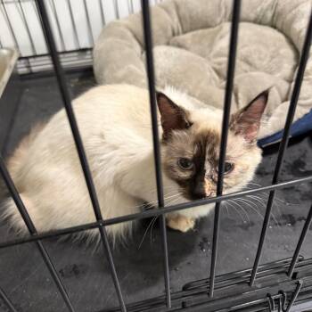 Siamese and Domestic Medium Hair Cats Available for Adoption in Ferndale, Washington - Pearl | PetCurious