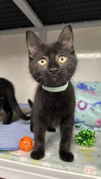 Domestic Short Hair Cats Available for Adoption in White Oak, Pennsylvania - Sabrina | PetCurious