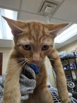 THOMAS -  Domestic Short Hair Cat for Adoption in Aliquippa, Pennsylvania - THOMAS | PetCurious