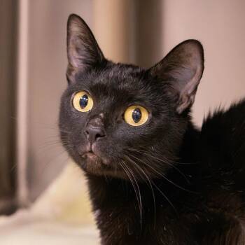 Twilight Zone -  Domestic Short Hair Cat for Adoption in Mentor, Ohio - Twilight Zone | PetCurious