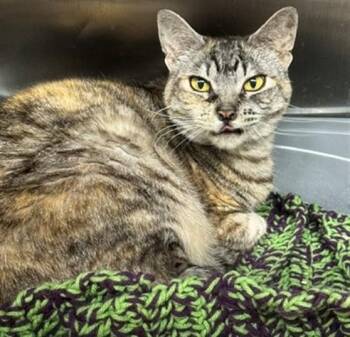 PRINCESS DONUT -  Domestic Short Hair Cat for Adoption in Anchorage, Alaska - PRINCESS DONUT | PetCurious