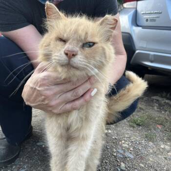 Crash Bandicoot -  Domestic Medium Hair Cat for Adoption in Fairfax Station, Virginia - Crash Bandicoot | PetCurious