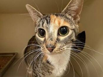 Osaka -  Domestic Short Hair Cat for Adoption in Chamblee, Georgia - Osaka | PetCurious