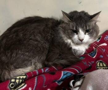 Murdock 1/2yrs -  Domestic Long Hair Cat for Adoption in Sterling, Massachusetts - Murdock 1/2yrs | PetCurious