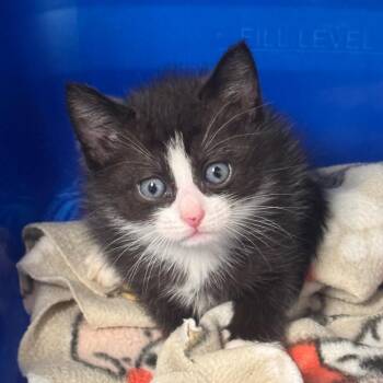 Domestic Short Hair Cats Available for Adoption in Columbiana, Alabama - Paste | PetCurious