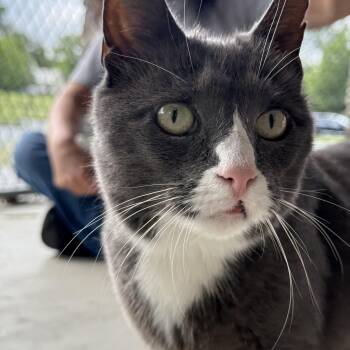 Sasha -  Domestic Short Hair Cat for Adoption in Reading, Vermont - Sasha | PetCurious