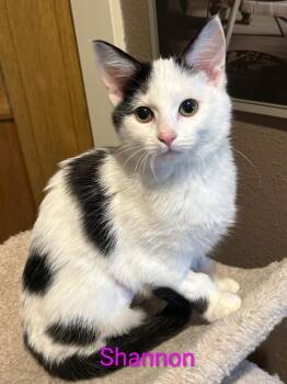 Rescue Domestic Short Hair Cats for Adoption in Boone, Colorado - Shannon | PetCurious