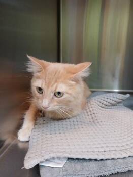 Vicky -  Domestic Medium Hair Cat for Adoption in Sioux City, Iowa - Vicky | PetCurious