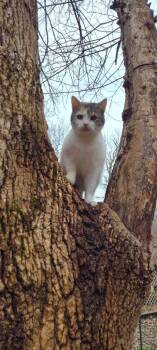 Turkey 2 -  Domestic Short Hair Cat for Adoption in Cromwell, Kentucky - Turkey 2 | PetCurious