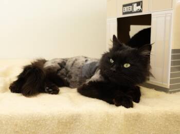 Domestic Long Hair Cats Available for Adoption in Republic, Washington - Emory | PetCurious