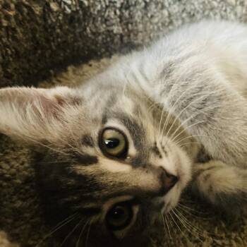 Amelia (bonded with Betty Boots) -  Domestic Short Hair Cat for Adoption in Santa Rosa, California - Amelia (bonded With Betty Boots) | PetCurious