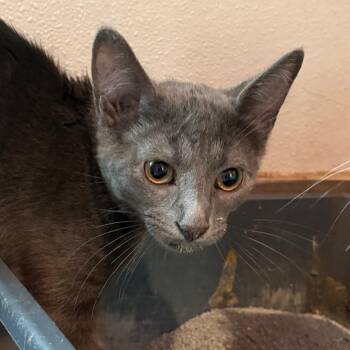 Mog -  Domestic Medium Hair Cat for Adoption in West Des Moines, Iowa - Mog | PetCurious