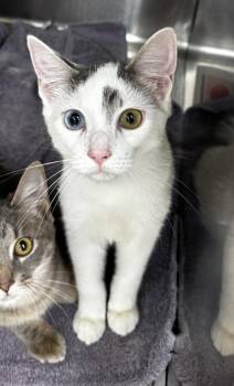 Starburst -  Domestic Short Hair Cat for Adoption in Westland, Michigan - Starburst | PetCurious