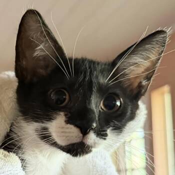 Bellehop -  Domestic Short Hair Cat for Adoption in Titusville, Florida - Bellehop | PetCurious