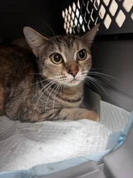 Rescue Domestic Short Hair Cats for Adoption in Honolulu, Hawaii - Butter Aka Butter Girl | PetCurious