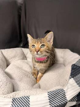 NELLIE -  Domestic Short Hair Cat for Adoption in Grovetown, Georgia - NELLIE | PetCurious