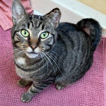 Rescue Tabby Cats for Adoption in Hamilton Township, New Jersey - CARMEN | PetCurious