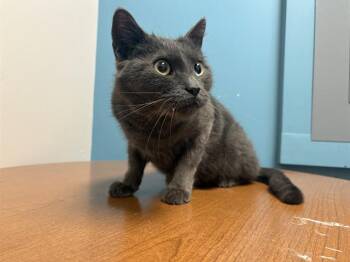 DOUBLE -  Russian Blue Cat for Adoption in Rowlett, Texas - DOUBLE | PetCurious