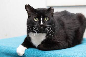 Tom Cat -  Domestic Short Hair Cat for Adoption in Creston, Iowa - Tom Cat | PetCurious