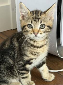 Ziggy -  Domestic Short Hair Cat for Adoption in Millcreek, Utah - Ziggy | PetCurious