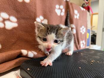 LM3 -  Domestic Short Hair Cat Available for Adoption in Ashland, Wisconsin - LM3 | PetCurious