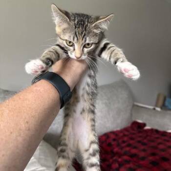 Minni Meow Meow -  Domestic Short Hair Cat for Adoption in Hannibal, Missouri - Minni Meow Meow | PetCurious