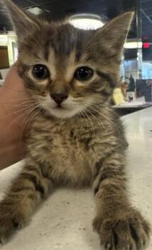 Domestic Short Hair Cats Available for Adoption in St. Cloud, Minnesota - Grace | PetCurious