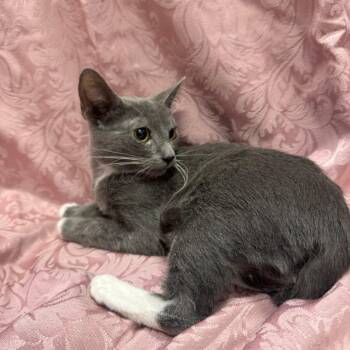 Current -  Domestic Short Hair Cat for Adoption in Brea, California - Current | PetCurious