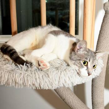 Warehouse mom -  Domestic Short Hair Cat for Adoption in Natick, Massachusetts - Warehouse Mom | PetCurious