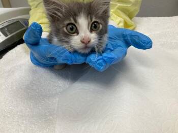 Lychee -  Domestic Medium Hair Cat for Adoption in Grants Pass, Oregon - Lychee | PetCurious
