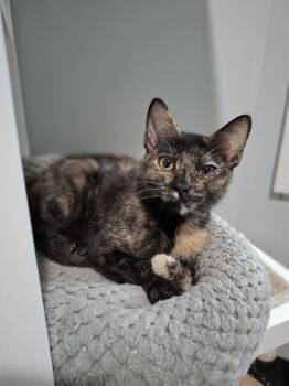 Mystic Shadow -  Domestic Short Hair Cat for Adoption in Lewisburg, Tennessee - Mystic Shadow | PetCurious