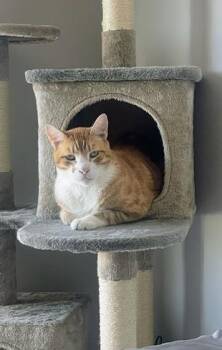 Bubba -  Domestic Short Hair and Tabby Cat for Adoption in San Francisco, California - Bubba | PetCurious