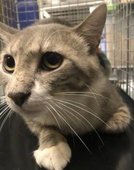 A429183 -  Domestic Short Hair Cat for Adoption in Conroe, Texas - A429183 | PetCurious