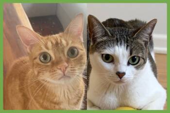 Luna and Nabi -  Domestic Short Hair Cat for Adoption in Amherst, Massachusetts - Luna And Nabi | PetCurious