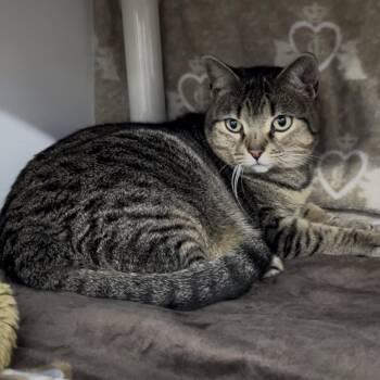 Lilly -  Domestic Short Hair Cat for Adoption in Clearwater, Florida - Lilly | PetCurious