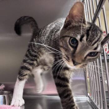 Venus -  Domestic Short Hair Cat for Adoption in Asheville, North Carolina - Venus | PetCurious