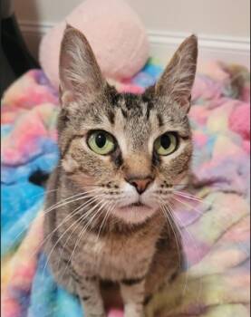 Rescue Domestic Short Hair Cats for Adoption in Philadelphia, Pennsylvania - Zoelle | PetCurious