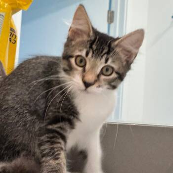 Carolina Z -  Domestic Short Hair Cat for Adoption in Fort Lauderdale, Florida - Carolina Z | PetCurious