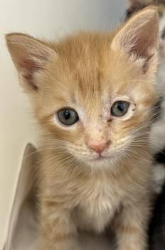Atlas 545-26 -  Domestic Short Hair Cat for Adoption in Cumming, Georgia - Atlas 545-26 | PetCurious