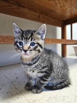 Domestic Short Hair Cats Available for Adoption in Barron, Wisconsin - Ray | PetCurious