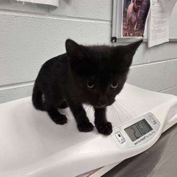 Pinecone -  Domestic Short Hair Cat for Adoption in Chattanooga, Tennessee - Pinecone | PetCurious