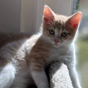 Rescue Domestic Short Hair Cats for Adoption in Richmond, Virginia - Peaches | PetCurious