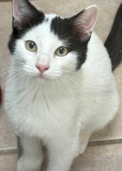 Domestic Short Hair Cats Available for Adoption in Midland, Texas - Pepper | PetCurious