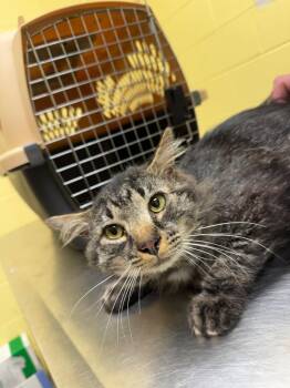 Domestic Short Hair Cats Available for Adoption in Crossville, Tennessee - Bernie | PetCurious