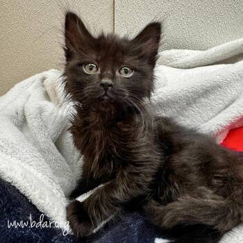 MJ -  Domestic Long Hair Cat for Adoption in Cheyenne, Wyoming - MJ | PetCurious