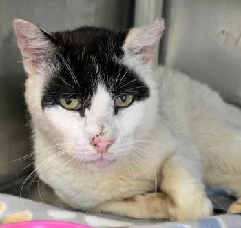 Rescue Domestic Short Hair Cats for Adoption in Lindenhurst, New York - 5-245 Roman | PetCurious