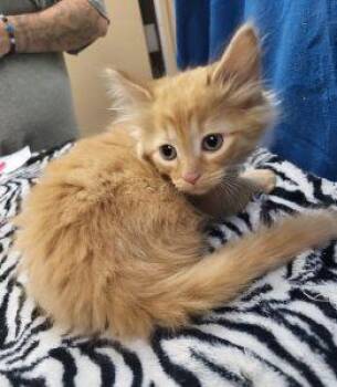 Larry -  Domestic Long Hair Cat Available for Adoption in Bucyrus, Ohio - Larry | PetCurious