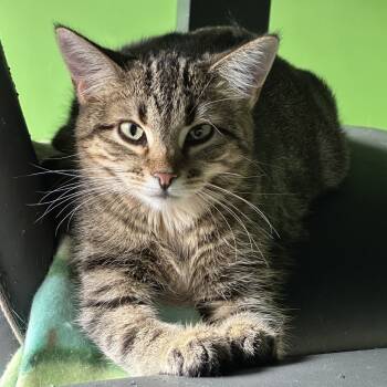 Rescue Domestic Short Hair Cats for Adoption in Durango, Colorado - Bix | PetCurious