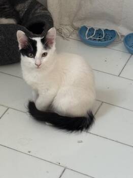 Rescue Domestic Short Hair Cats for Adoption in New York, New York - Opal | PetCurious