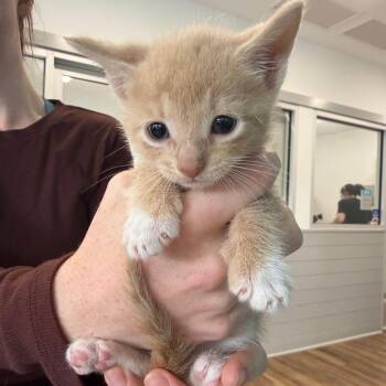 Leonardo -  Domestic Short Hair Cat for Adoption in Winston-salem, North Carolina - Leonardo | PetCurious